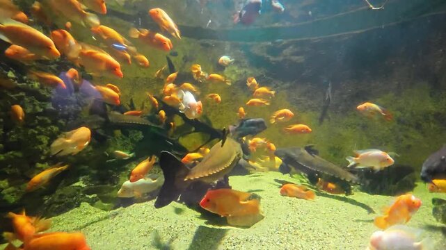 A large sturgeon swims along the sandy bottom of an aquarium tank filled with many orange cichlid fish. The footage captures a mix of freshwater species in a bright, professionally maintained aquatic