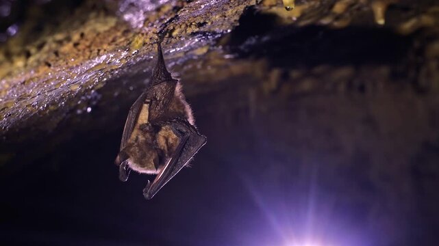 Geoffroy's Bat (Myotis emarginatus) Grooming, Licking Paw and Scratching in Slow Motion, Hanging in Cave