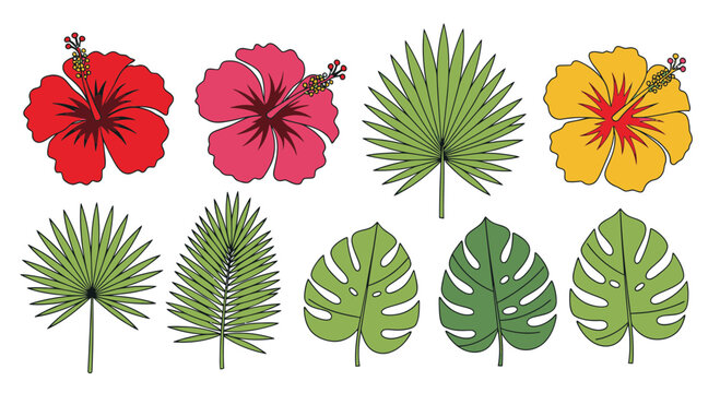 Set of tropical hibiscus flowers and exotic palm and monstera leaves isolated on white background
