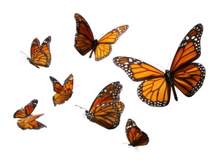 Naklejka premium PNG Vibrant monarch butterflies in flight.