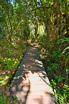 seychelles, mahe island, glacis la reserve, nature trail, wooden bridge, broken bridge, rustic path, jungle walkway, rainforest, tropical forest, hiking trail, trekking, outdoor adventure, palm fronds