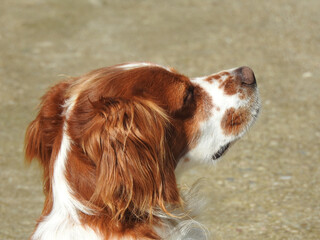 Spaniel breton © Steve Fossiant