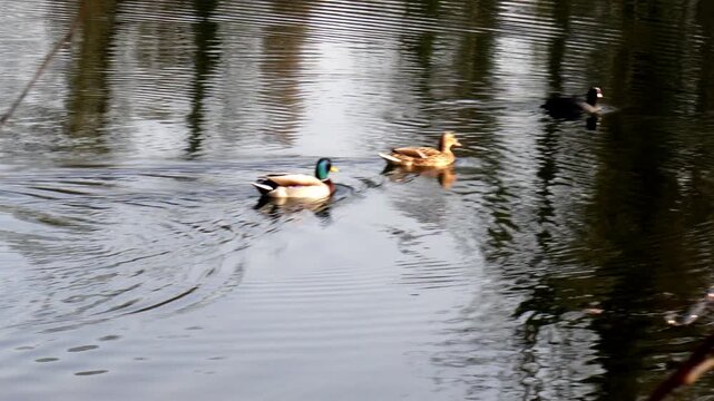 Deux canard dans un lac en hiver (&Eacute;tangs de La Mini&egrave;re)