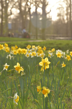 Backlit daffodils at sunset in Square Alexandre et Rene Parodi near Porte Maillot, Paris, France, February 26, 2026
