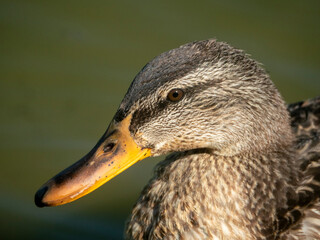 Fototapeta premium Mallard duck closeup portrait