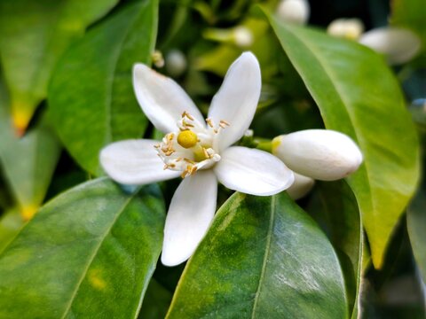 Bitter orange: a hybrid citrus tree, its botanical name is Citrus aurantium.
