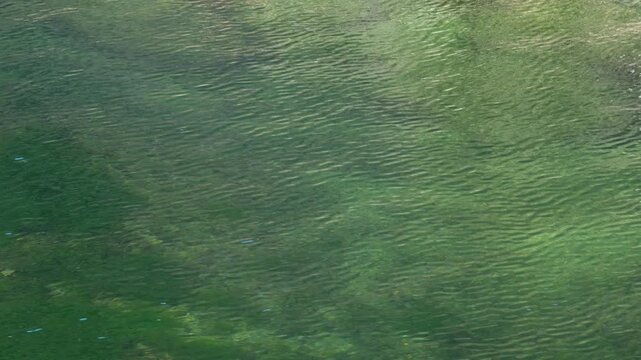 清流の水面に春風が吹き波紋が出来るスローモーション4