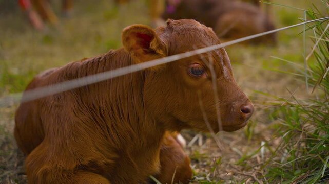 Camera panning shot of a Brangus calf lying on the grass.