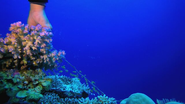 Diver Removing Fishing Line From Corals. Coral garden seascape. Blue water background. Blue turquoise sea water waves. Colourful tropical coral reefs