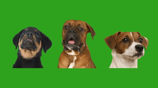 Portrait of a Rottweiler puppy, a Jack Russell Terrier and a Boxer on a green screen