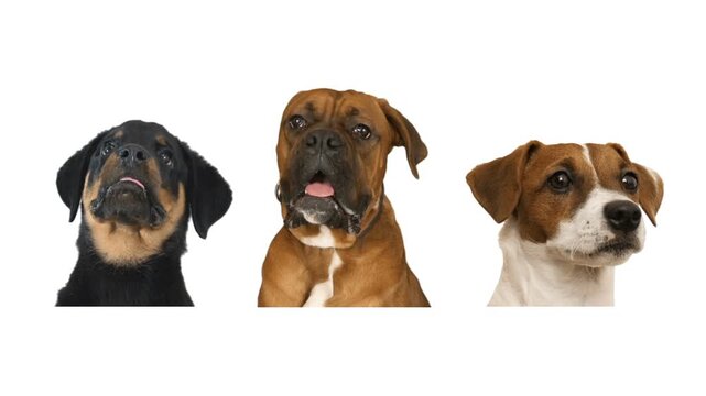 dogs on a white background