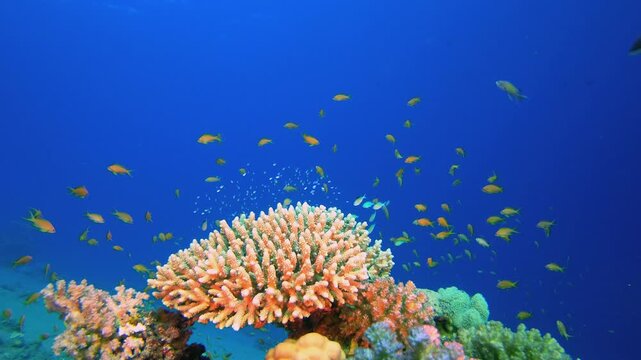 Fire Coral and Orange Fish. Coral garden seascape. Blue water background. Blue turquoise sea water waves. Colourful tropical coral reefs