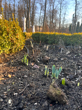 Early Spring Garden Sprouts Growing Outdoors