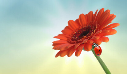 Small ladybug on red gerbera flower against sky. Spring season © New Africa