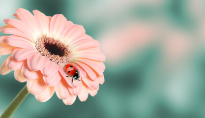 Small ladybug on pink gerbera flower against blurred background. Spring season © New Africa