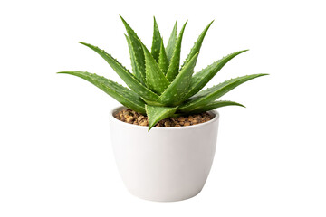 Fototapeta premium Aloe Vera Plant in Pot – Succulent Houseplant isolated on transparent background