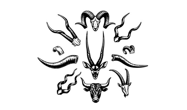Vintage engraved wildlife horns radial composition with ram goat antelope and bull horn vector illustration