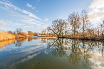 Obraz premium Bare trees and clouds reflected in the mirror-smooth water surface of a lake with yellowed reeds on the shore. The photo was taken at the end of the Dutch winter season.