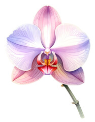 Fototapeta premium Pale pink and white orchid flower. Isolated transparent background