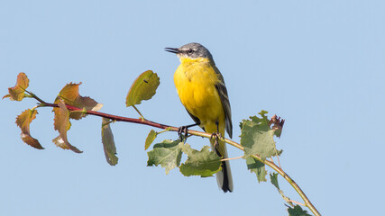 blue tit on branch © lazalnik