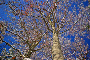 Fototapeta premium Arbres couverts de neige dans les montagnes des Alpes