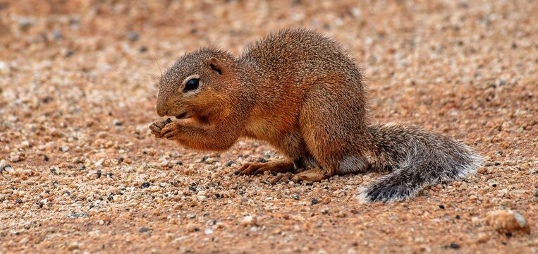 Unstriped ground squirrel in close up searching for food at Tsavo East national park in Kenya
