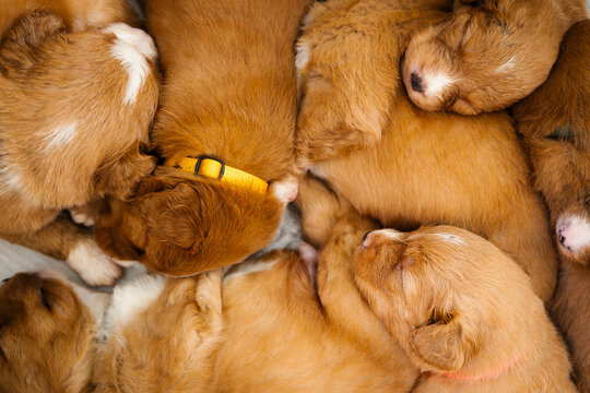 High angle view of Nova Scotia Duck Tolling Retriever puppies sleeping together. Cute litter of young dogs resting peacefully, dog breeding, pet care, and adorable animal concept.