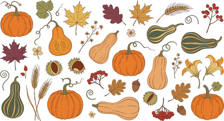 Hand Drawn Autumn Harvest Collection with Pumpkins Gourds Leaves Berries and Wheat Seasonal Fall Botanical Vector Illustration Set © MdAbuSayed