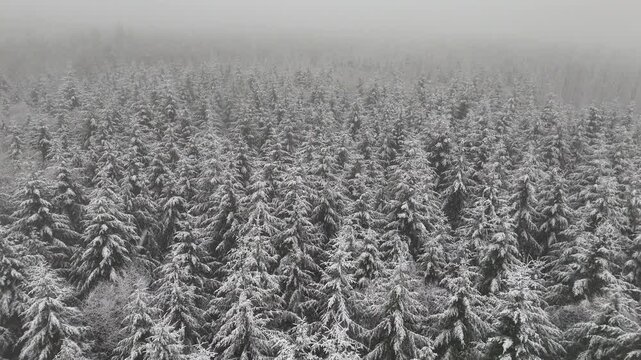 Aerial drone view of a snowy Pacific Northwest forest during a heavy winter snowstorm