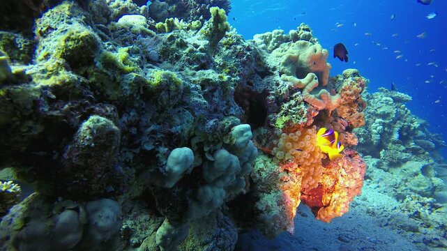 Marine Life Fish Scene Clownfish. Coral garden seascape. Blue water background. Blue turquoise sea water waves. Colourful tropical coral reefs