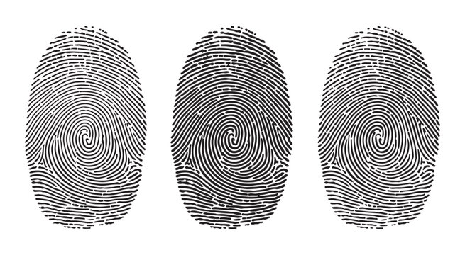Set of biometric thumbprints with spiral whorl patterns used for modern digital security and access control