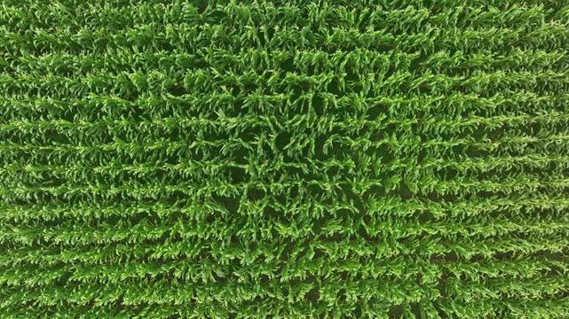 Aerial top down view of green corn field growing