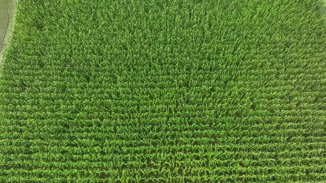 Aerial view flying over green cornfield plantation