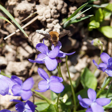 (Bombylius major) Eine Gro&szlig;e Wollschweber mit einem flauschigen, br&auml;unlich-beigen und gelblichen K&ouml;rper schwebt &uuml;ber einer Waldveilchenbl&uuml;te und trinkt mit ihrem langen R&uuml;ssel Nektar