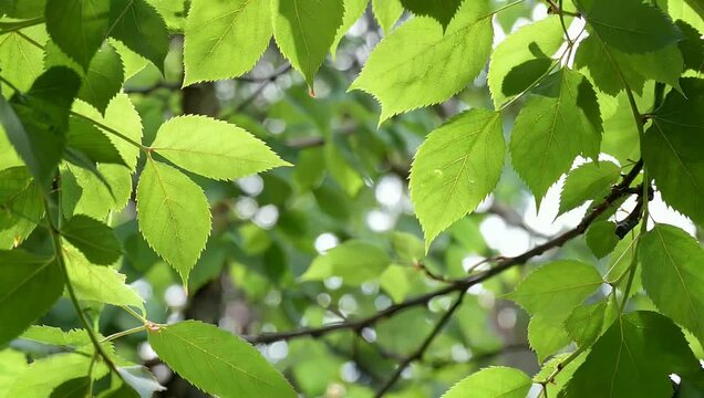 Natural 4K circular frame made of vibrant green leaves providing refreshing botanical border that is perfect for showcasing logos text or organic product displays