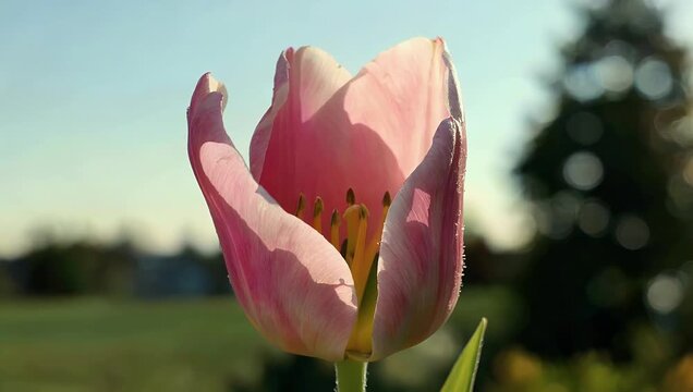 Exquisite macro shot of blooming pink tulip the sunlight capturing delicate petals and soft lighting for high quality spring floral themes and natural beauty projects