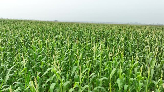 Lush green cornfield with mature growing crops