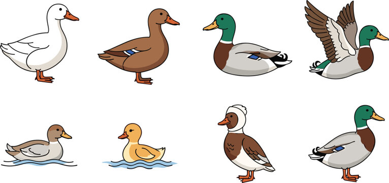 Collection of various duck species featuring mallards white ducks and ducklings in different poses