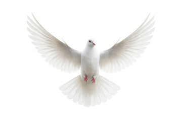 Obraz premium PNG White dove in flight serenity
