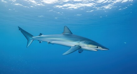 Obraz premium Majestic blue shark glides gracefully through clear ocean waters, showcasing its sleek form and powerful fins