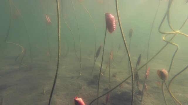 Yellow Water Snowflake, Nymphoides peltata, underwater leaves, acquatic plant, underwater, underwater view,  Varallo Sesia,  Sant'Agostino Lake, Piemonte, Italy