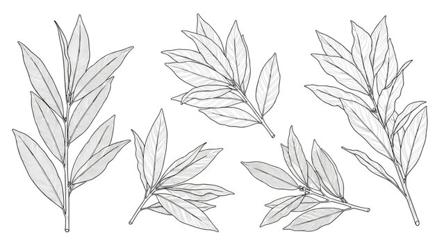 Collection of laurel bay leaf branches and stems in detailed black and white line art illustration for botanical design.