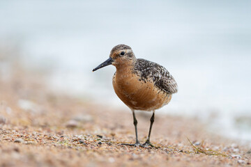 Red knot, Calidris canutus in breeding plumage