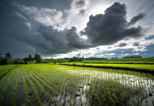 Vast green rice terrace under heavy dark clouds before monsoon rain showers