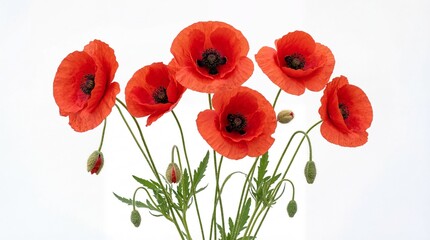 Obraz premium A beautiful bouquet of vibrant red poppy flowers featuring delicate petals and green stems and buds