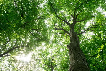 Fototapeta premium Forest trees. nature green wood sunlight backgrounds