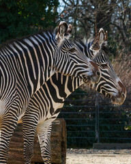 zebra in zoo © Martin