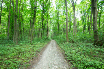 Obraz premium Forest trees. nature green wood sunlight backgrounds