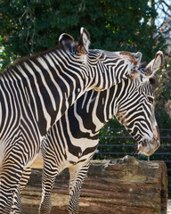 zebra in zoo © Martin