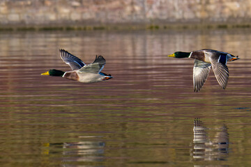 Stockenten Erpel im Flug © Karin Jähne